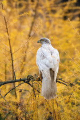 The Northern goshawk, Accipiter gentilis buteoides, Siberian goshawk The bird is perched on the branch in beautiful colorful autumn environment Asia Russia interesting colorful image yellow larch..