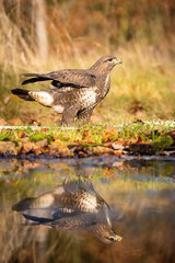 Fototapeta premium The Common Buzzard, Buteo buteo is is standing at the forest waterhole and preparing to drink, mirroring reflection on the surface, in the background is nice colorful bokeh of changing leaves, Czechia