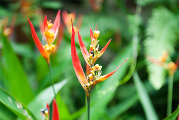 Heliconia Golden Torch, Jaguar Rescue Center, Limón, Punta Cocles, Costa Rica