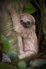 Hoffmann's two-toed sloth, Choloepus hoffmanni The mammal climbs on the branches in the tree in the...