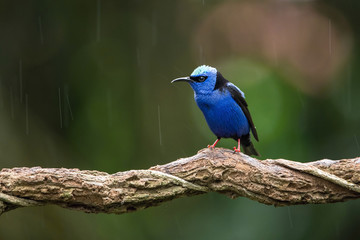 The Red-legged honeycreeper, Cyanerpes cyaneus The bird is perched on the branch in the rain forest America Ecuador Wildlife scene from Africa nature. on the twisted branch..
