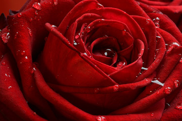 closeup of red roses. macro shot
