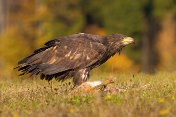 The golden eagle, Aquila chrysaetos The bird is standing at its prey in beautiful meadow with some spring flowers Europe Czech Republic Pretty colorful backround with nice bokeh dead hare..