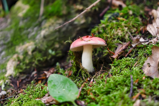 Red poisonous emetic mushrom in the forest. Close up image of rusulla emetica funghi