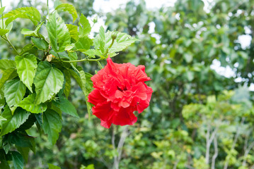 Red Hibiscus, Escaleras, Puntarenas Province, Costa Rica