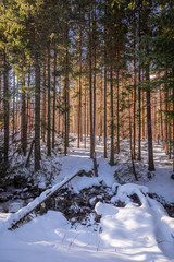 Fototapeta na wymiar Stunning river and frozen forest in Koscieliska valley in winter