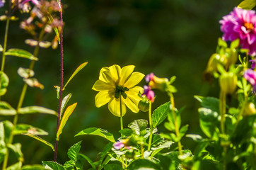 Beautiful field and meadow flowers.
