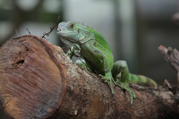 Iguana Green is a genus of herbivorous lizards that are native to tropical areas of Mexico, Central America, South America, and the Caribbean. 