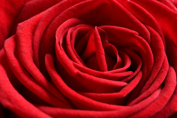 A close up macro shot of a red rose