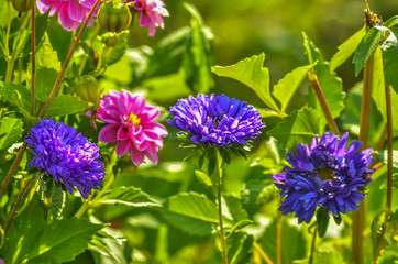 Beautiful field and meadow flowers.