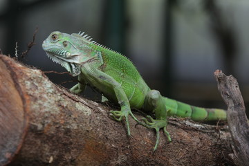 Iguana Green is a genus of herbivorous lizards that are native to tropical areas of Mexico, Central America, South America, and the Caribbean. 