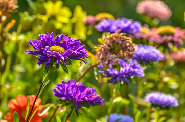 Beautiful field and meadow flowers.