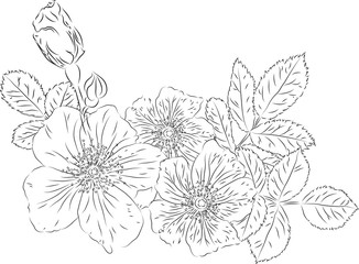 Vector  drawing imitating a pencil sketch. Image of a blooming rose hip with leaves and bud.