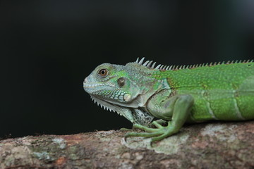 Iguana Green is a genus of herbivorous lizards that are native to tropical areas of Mexico, Central America, South America, and the Caribbean. 