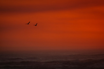 Fototapeta na wymiar Birds flying into the horizon at sunrise