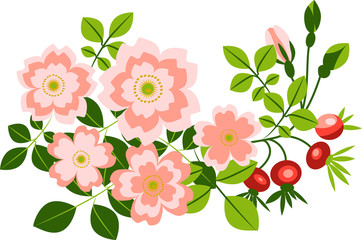 Vector illustration in flat style. Rosehip branch with flowers,buds and berries.