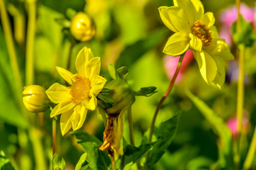 Beautiful field and meadow flowers.