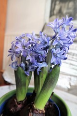 Frühling - Blaue Hyazinthen im Blumentopf