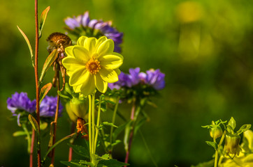 Beautiful field and meadow flowers.