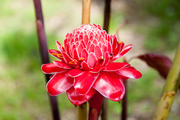 Torch Ginger, Escaleras, Puntarenas Province, Costa Rica