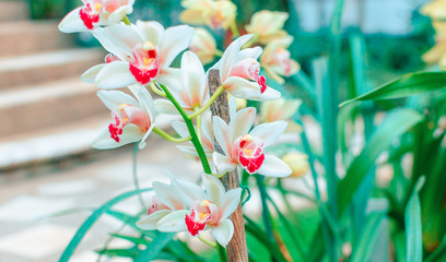 Phalaenopsis Orchid yellow white flower in garden at winter or spring day beauty and agriculture...