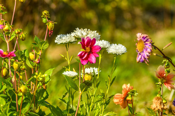 Beautiful field and meadow flowers.