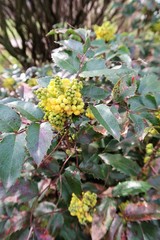 Mahonie mit gelben Blüten im Frühjahr