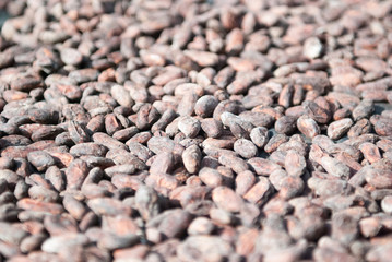 Cacao Nibs, Chocorart Cacao Plantation, Puerto Viejo de Talamanca, Limón Province, Costa Rica