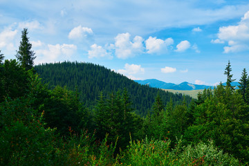 Obraz premium wild nature, summer landscape in carpathian mountains, wildflowers and meadow, spruces on hills, beautiful cloudy sky