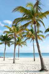 Obraz na płótnie Canvas Grand Bahama Island Lucaya Beach Palms