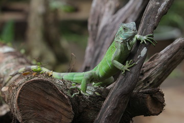 Iguana Green is a genus of herbivorous lizards that are native to tropical areas of Mexico, Central America, South America, and the Caribbean. 