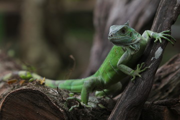 Iguana Green is a genus of herbivorous lizards that are native to tropical areas of Mexico, Central America, South America, and the Caribbean. 
