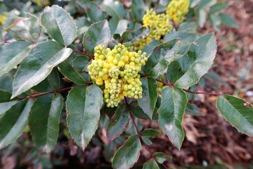 Mahonie mit gelben Blüten im Frühjahr