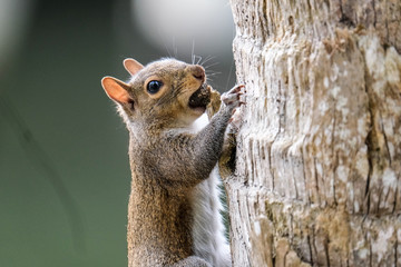 Squirrel on a tree with food in it's mouth