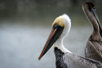 Close up of a Pelican near the water