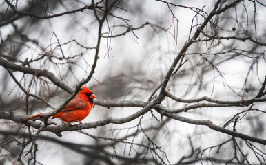 A bright red Cardinal bird is perched on a branch of a bare tree due to winter.