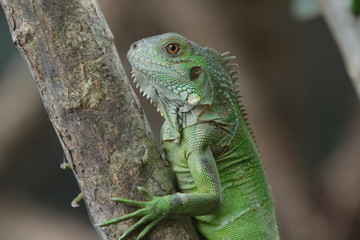 Iguana Green is a genus of herbivorous lizards that are native to tropical areas of Mexico, Central America, South America, and the Caribbean. 