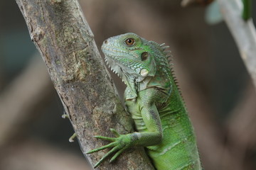 Iguana Green is a genus of herbivorous lizards that are native to tropical areas of Mexico, Central America, South America, and the Caribbean. 