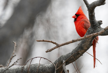 A bright red Cardinal bird is perched on a branch of a bare tree due to winter.