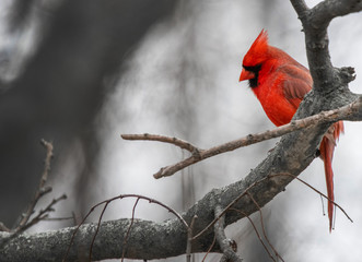 A bright red Cardinal bird is perched on a branch of a bare tree due to winter.