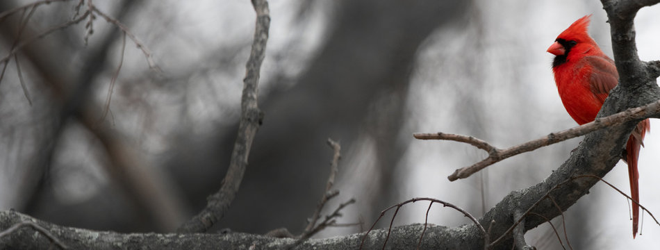 A bright red Cardinal bird is perched on a branch of a bare tree due to winter. - Powered by Adobe