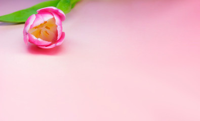 Fototapeta na wymiar One pink bud tulip edge lies on a pink background. Free Space Copy Space. Harvesting mockup for greeting card. Spring time, springtime