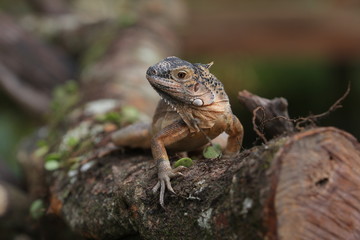 Iguana Red  is a genus of herbivorous lizards that are native to tropical areas of Mexico, Central America, South America, and the Caribbean. 