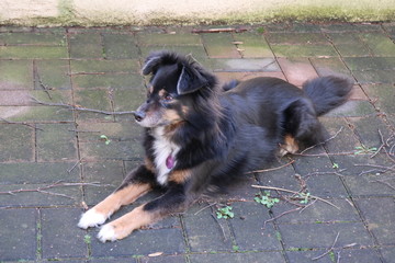 Australien Shephard 