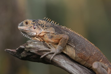 Iguana Red  is a genus of herbivorous lizards that are native to tropical areas of Mexico, Central America, South America, and the Caribbean. 