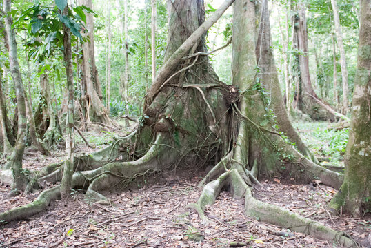Buttress Tree Roots, Punta Manzanillo, Limón Province, Costa Rica
