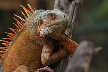 Iguana Red  is a genus of herbivorous lizards that are native to tropical areas of Mexico, Central America, South America, and the Caribbean. 