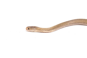 The Javan spitting cobra (Naja sputatrix) also called the southern Indonesian cobra, or Indonesian...