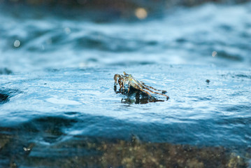 Crab at Dusk, Gandoca Manzanillo Wildlife Refuge, Limón Province, Costa Rica