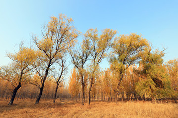 Trees in autumn